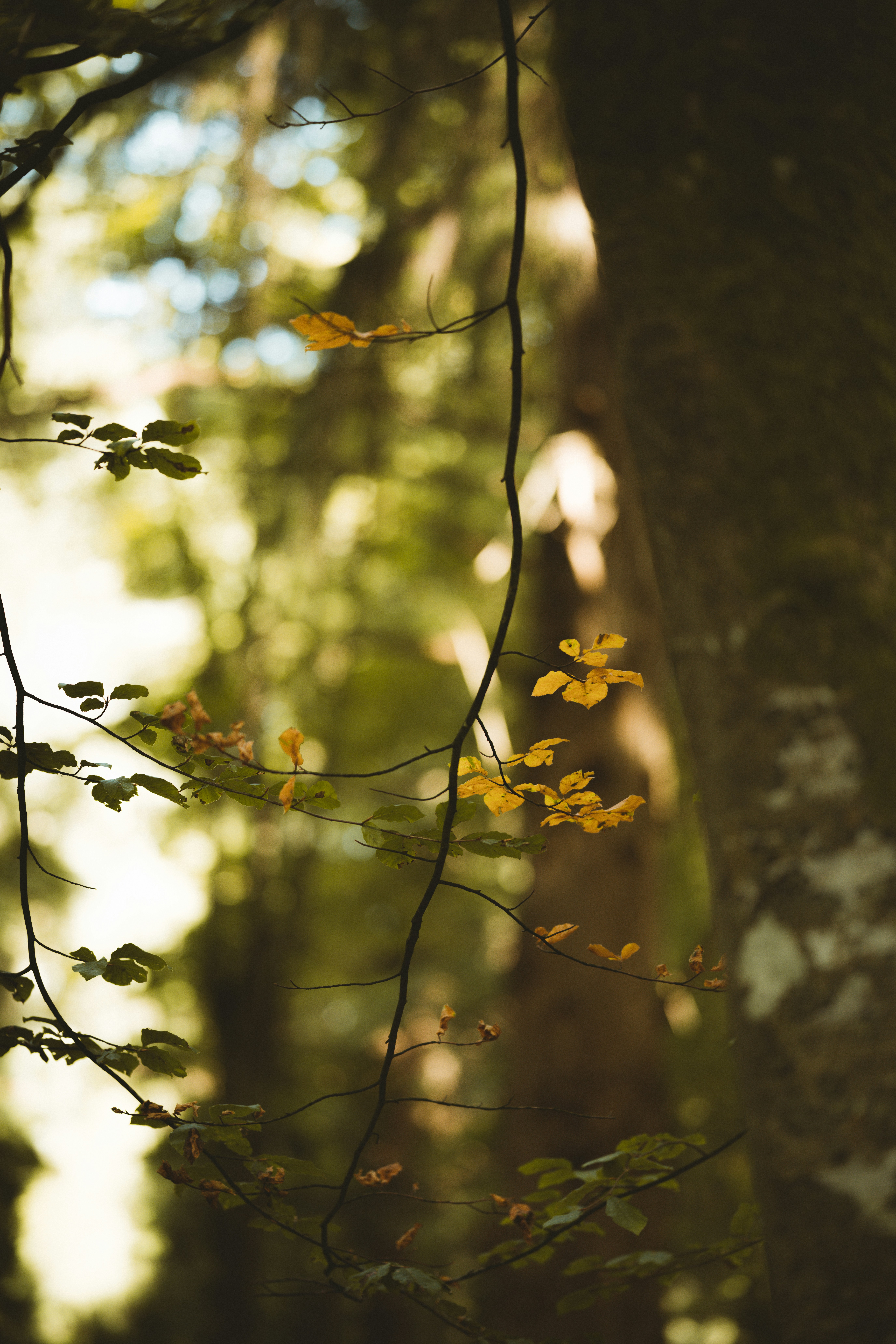 Photo by anniespratt