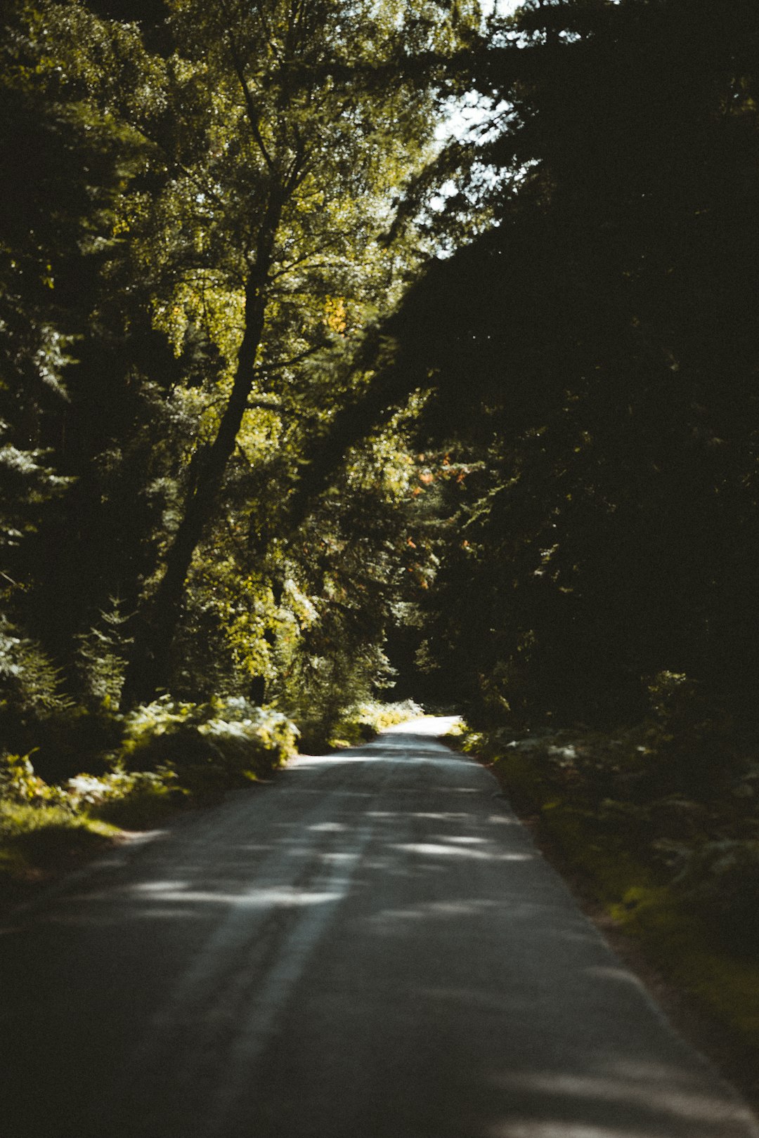 gray concrete road in between trees during daytime