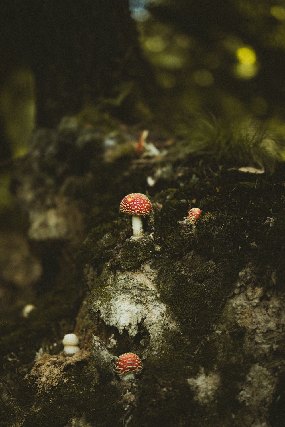 red and white mushroom on black rock