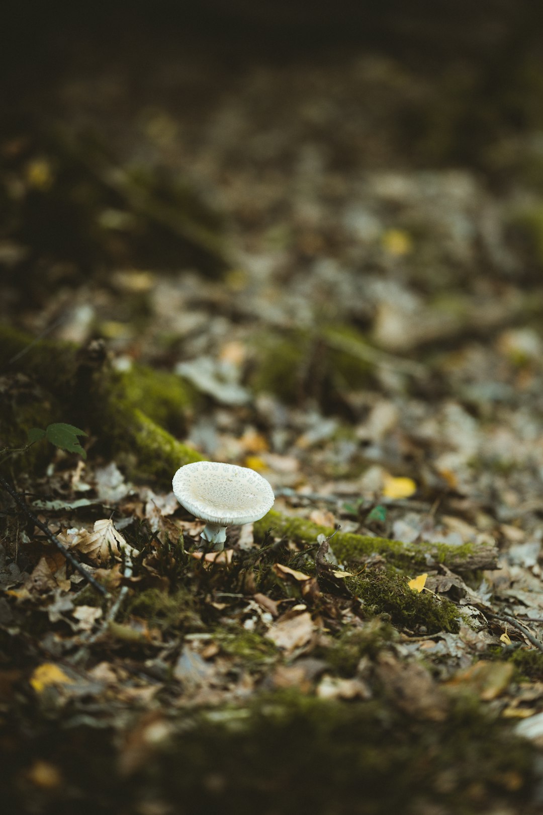 white mushroom on brown soil