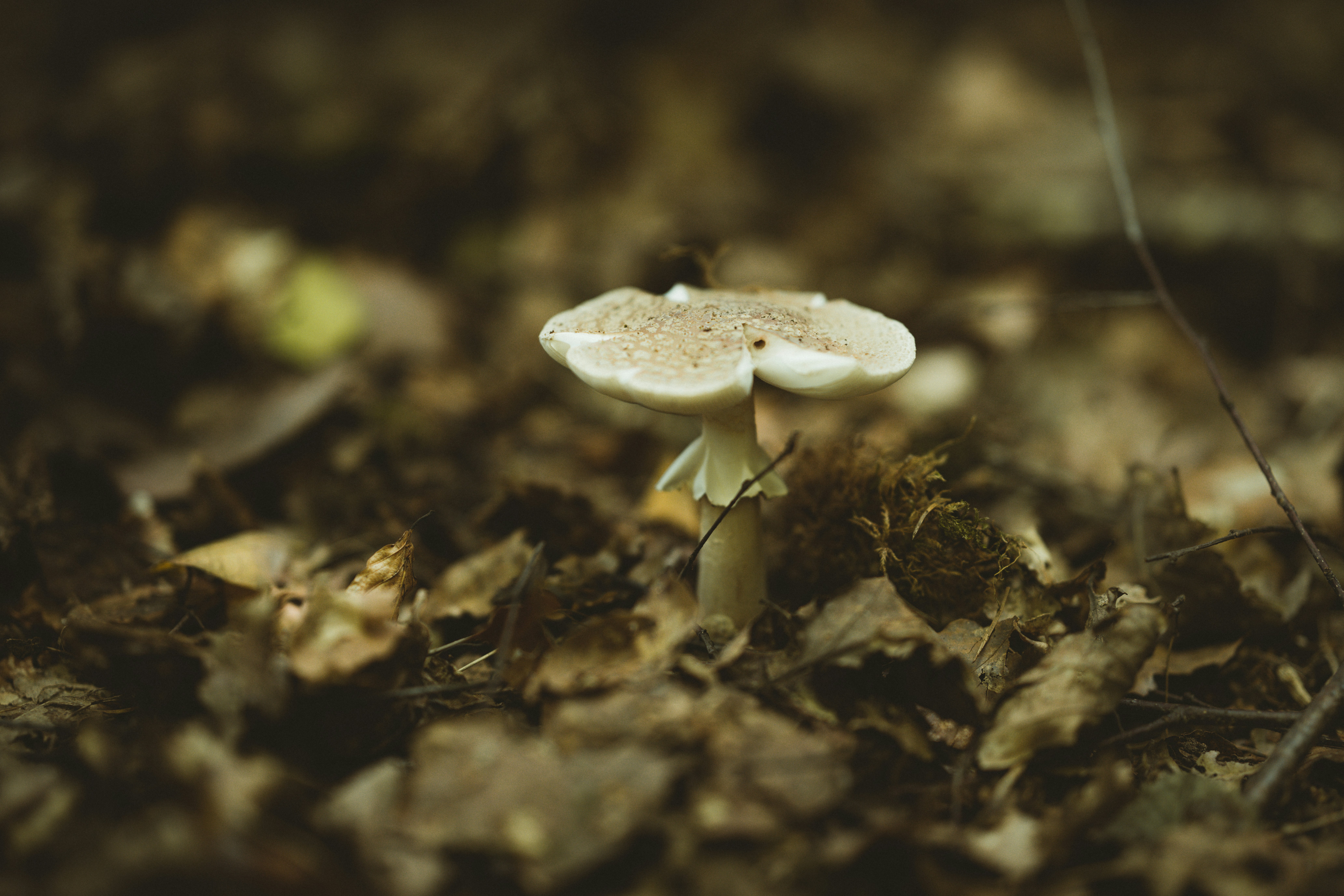 Photo by anniespratt