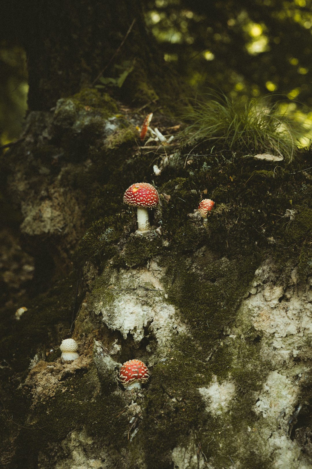 red and white mushrooms on black and brown rock