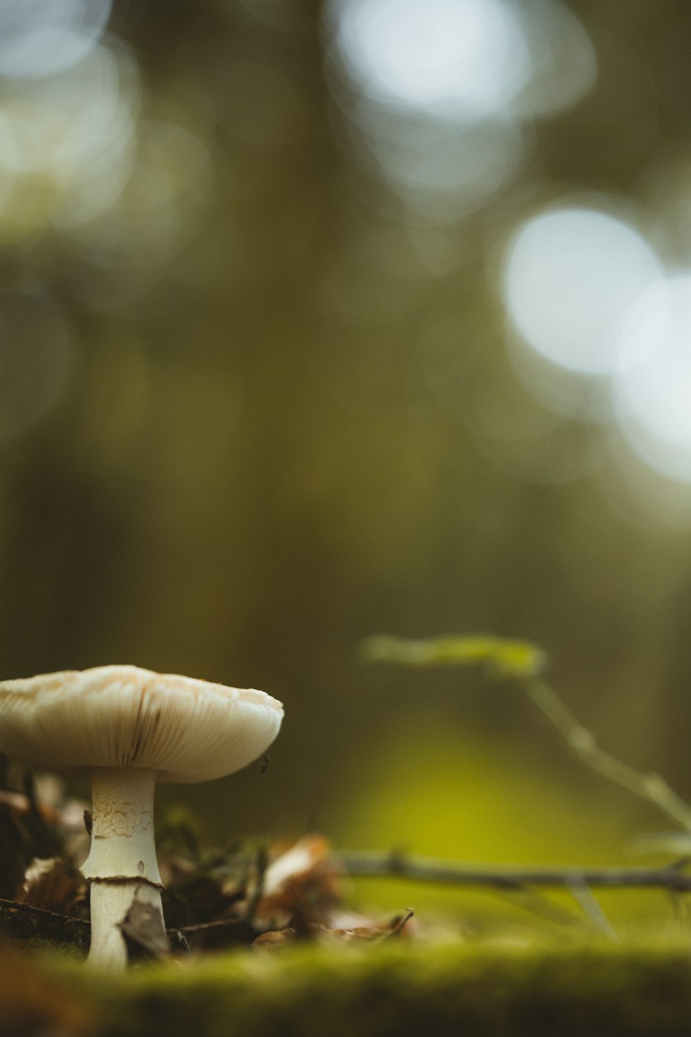 white mushroom in tilt shift lens