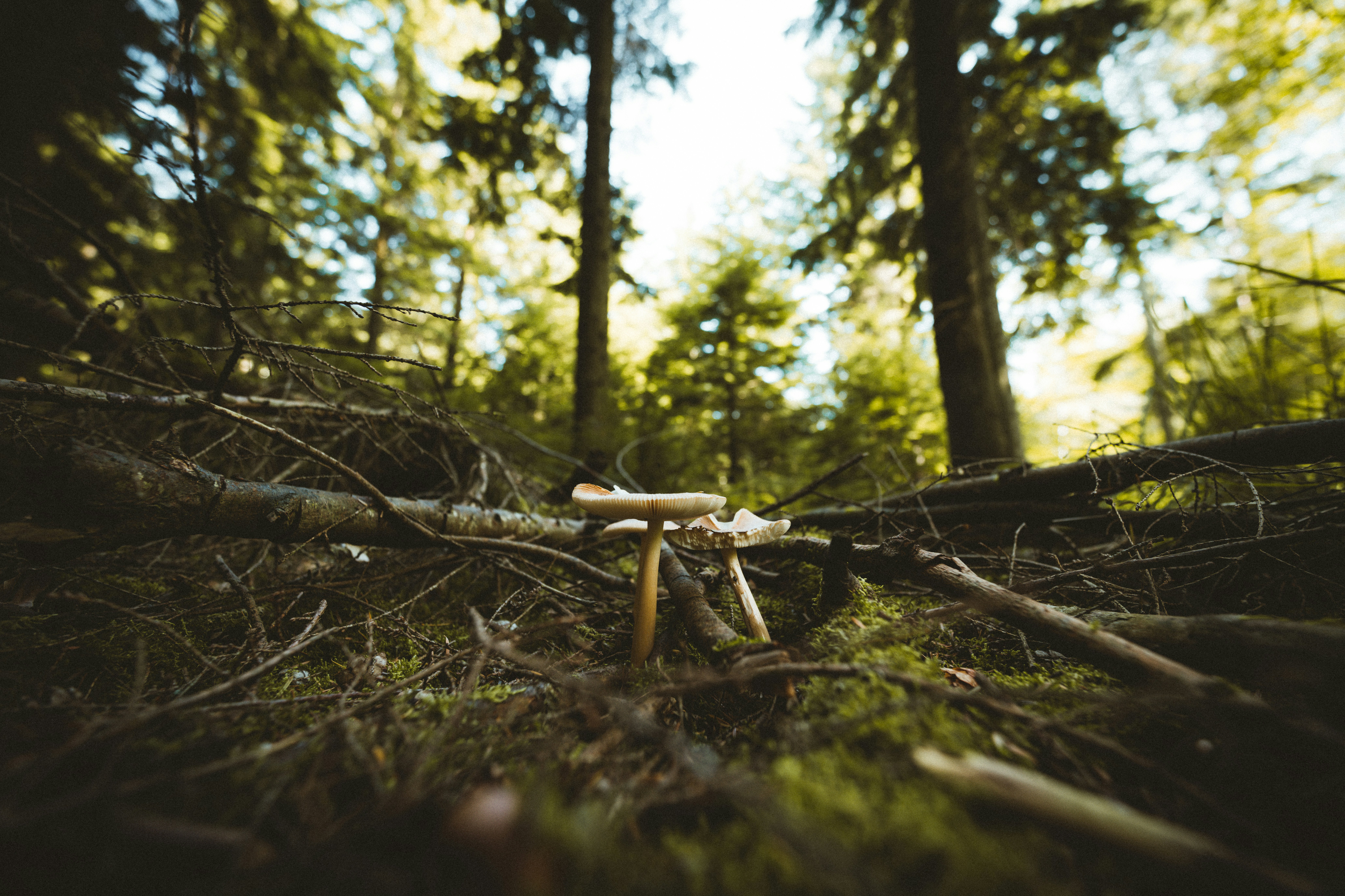 A close-up shot of a pistol lying on the ground in a forest, possibly with police evidence markers nearby. Focus on the weapon recovered.