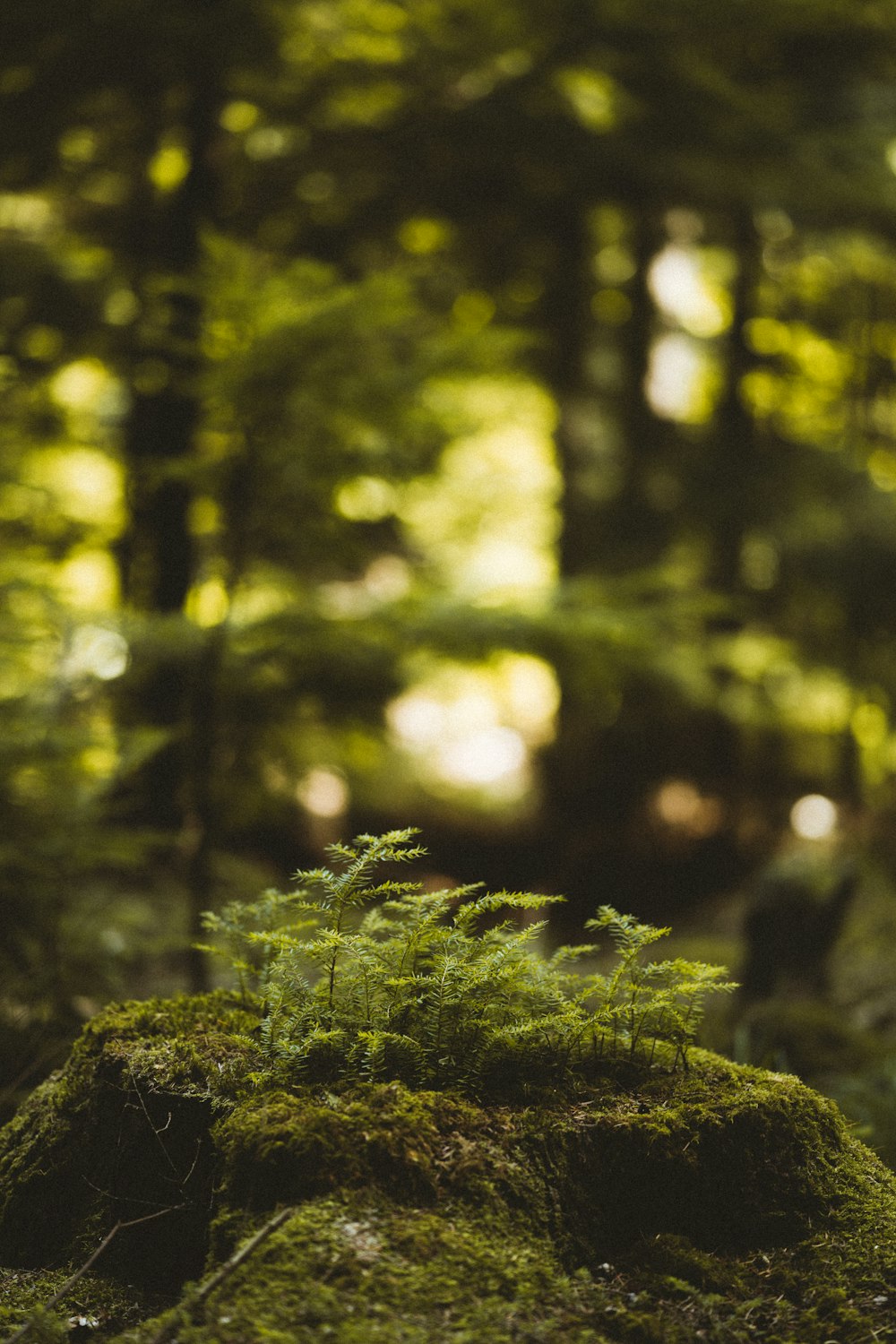 green moss on brown tree trunk