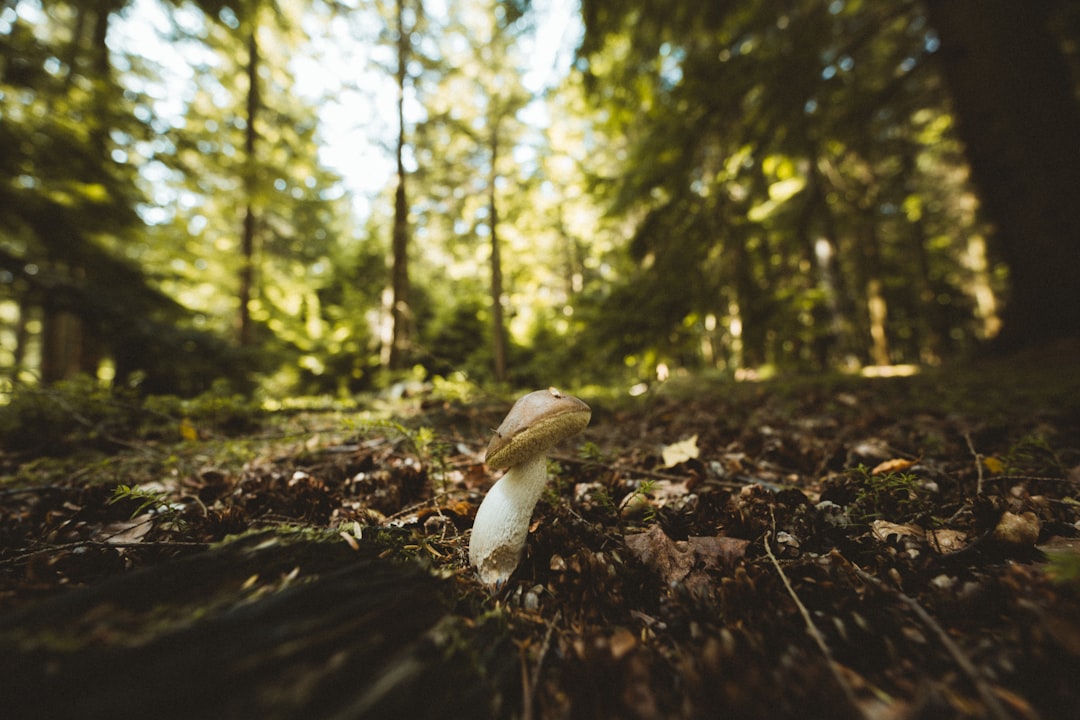 white mushroom on black soil