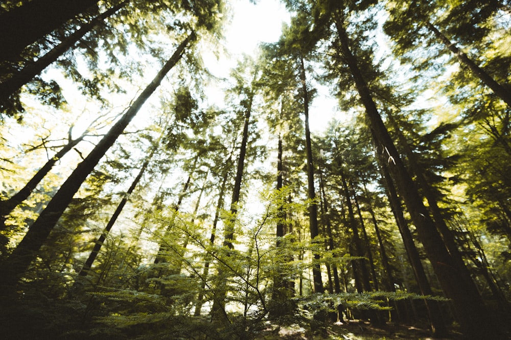 low angle photography of green trees during daytime