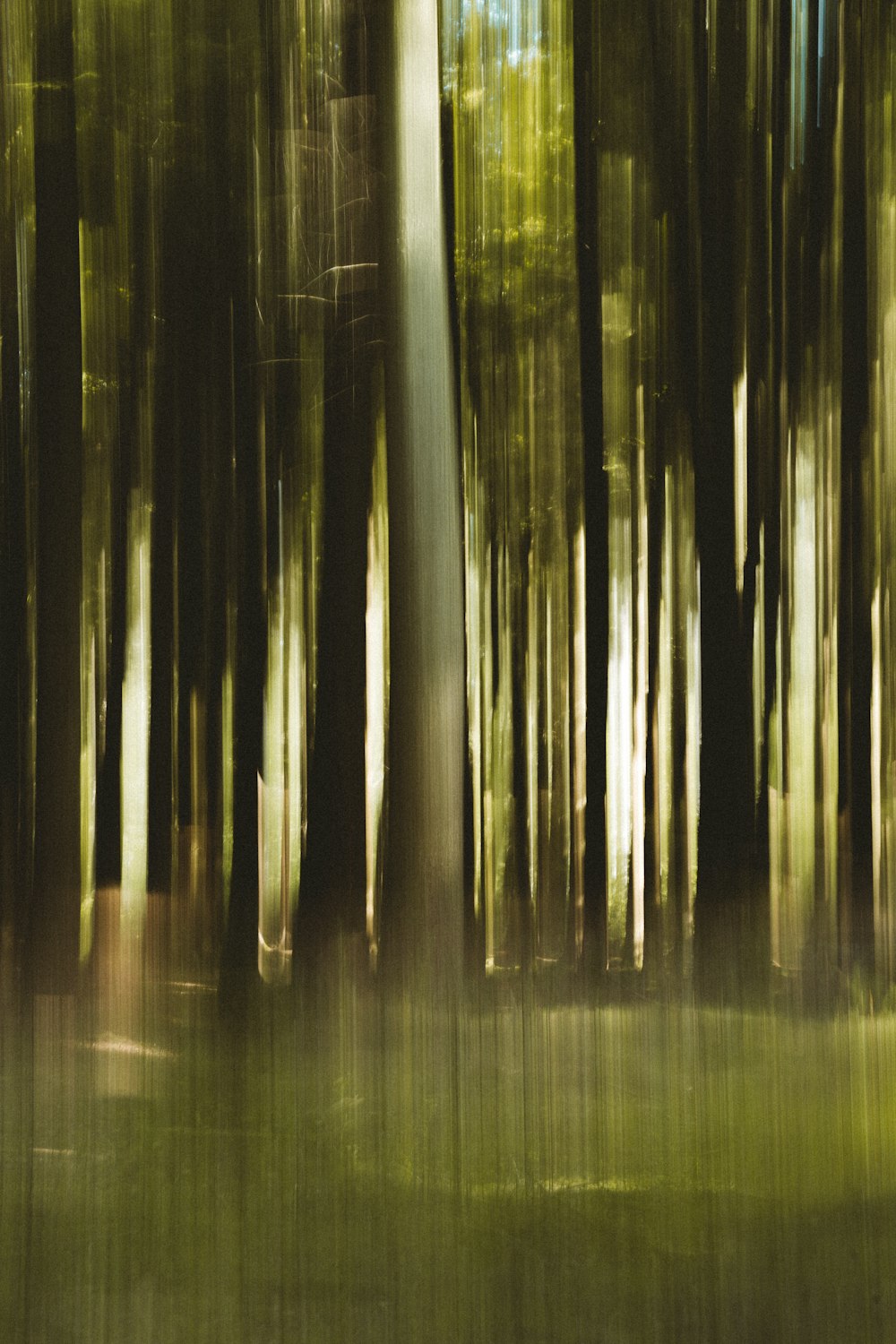 green trees in the forest