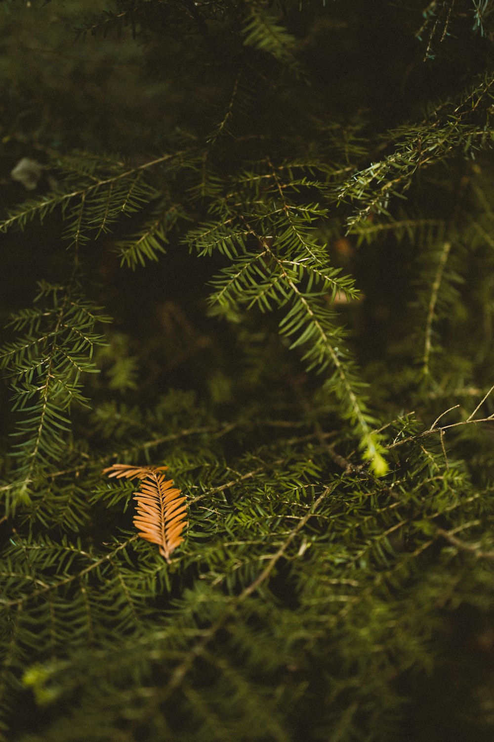 brown leaves on green grass