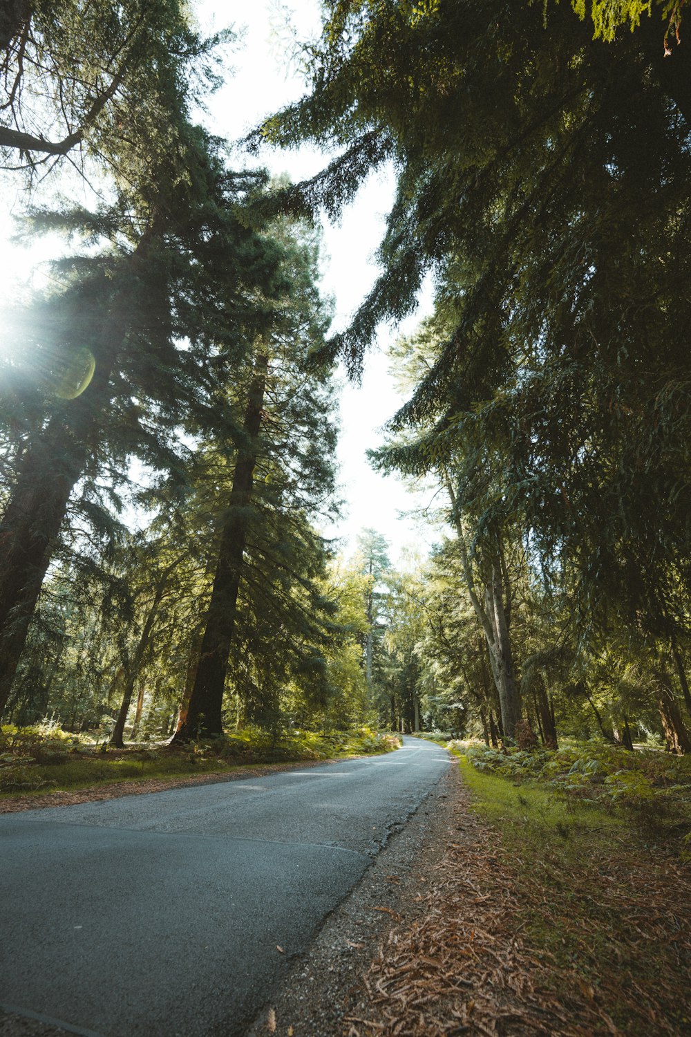 gray concrete road between green trees during daytime