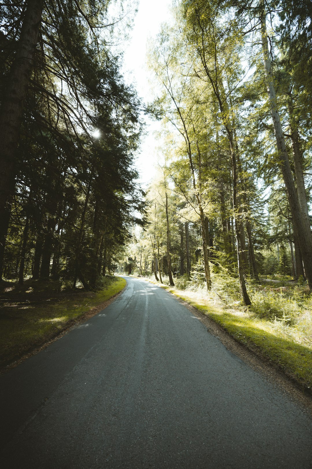 gray concrete road between green trees during daytime