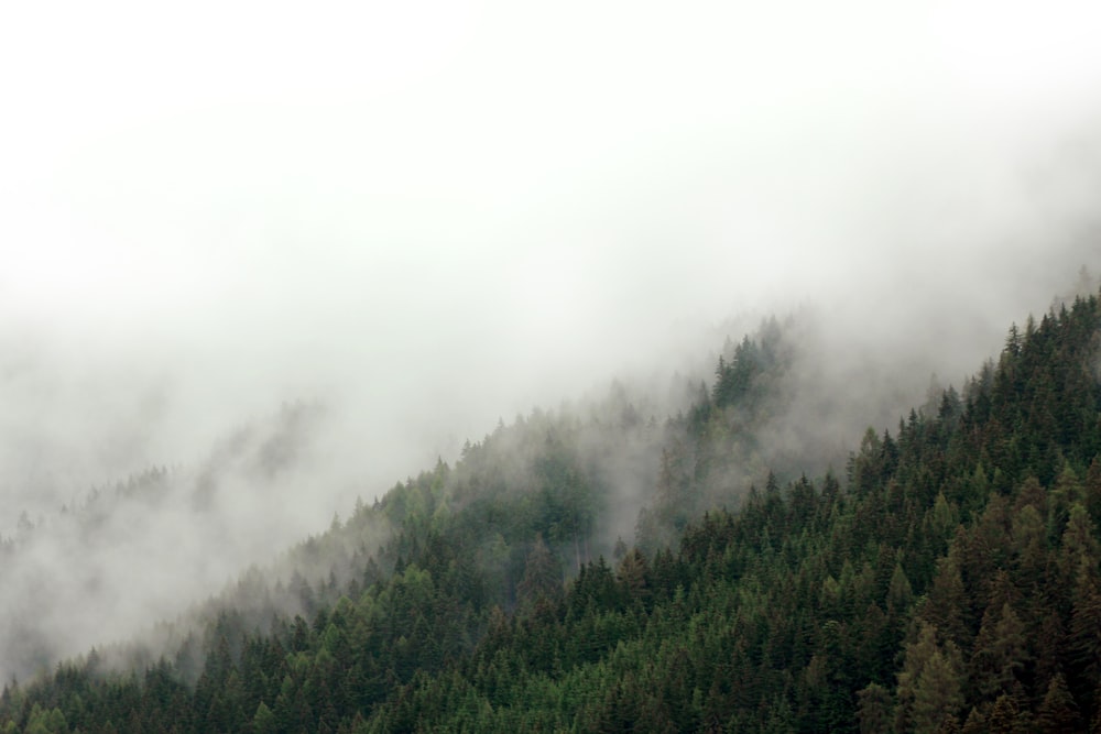 green trees covered with fog