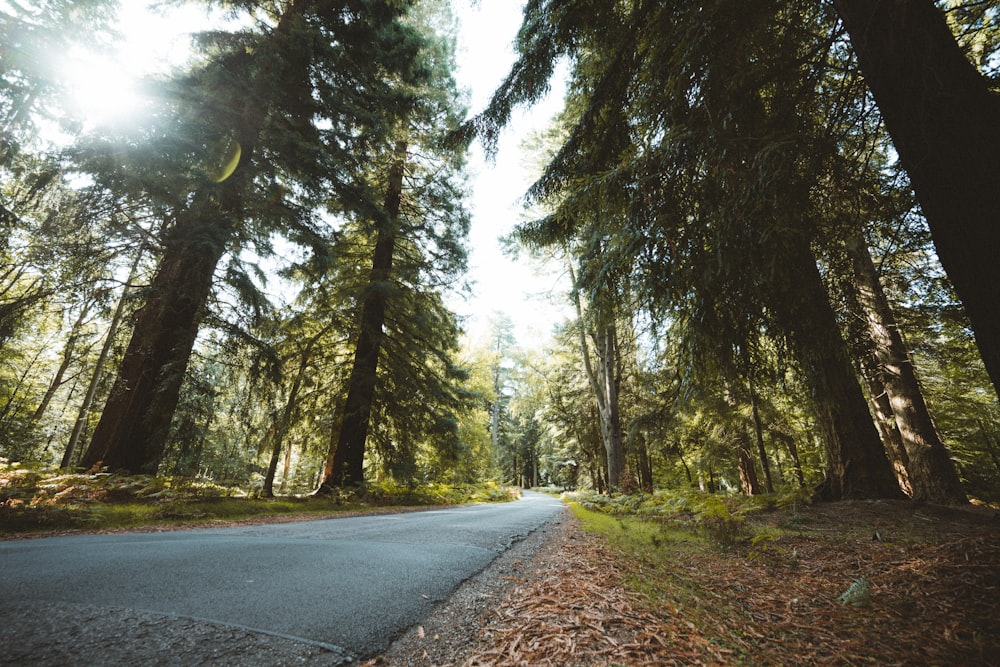 gray concrete road between green trees during daytime