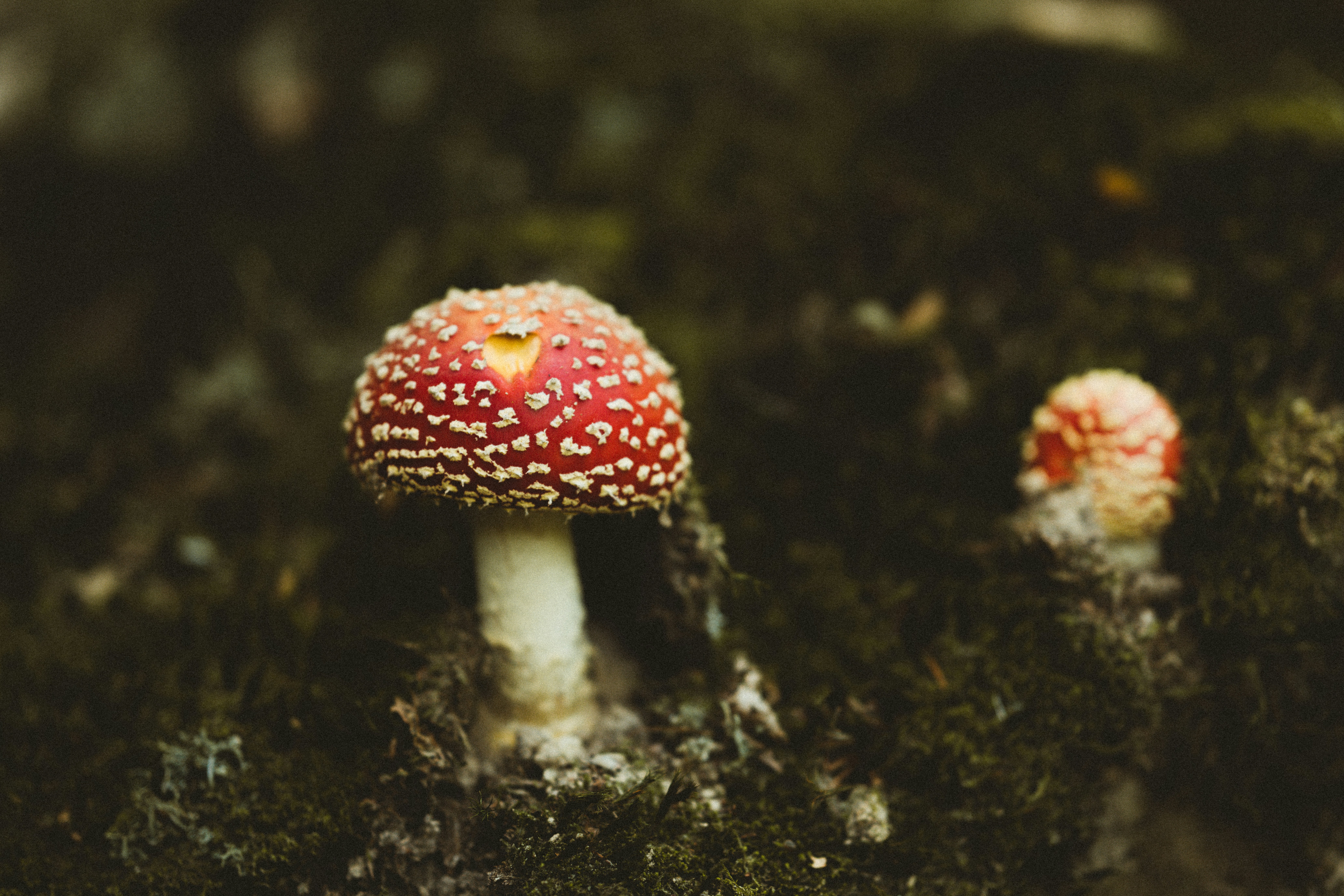 Photo by anniespratt