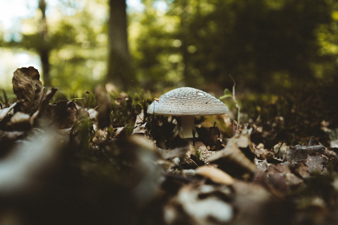 white and black mushroom in the middle of the forest