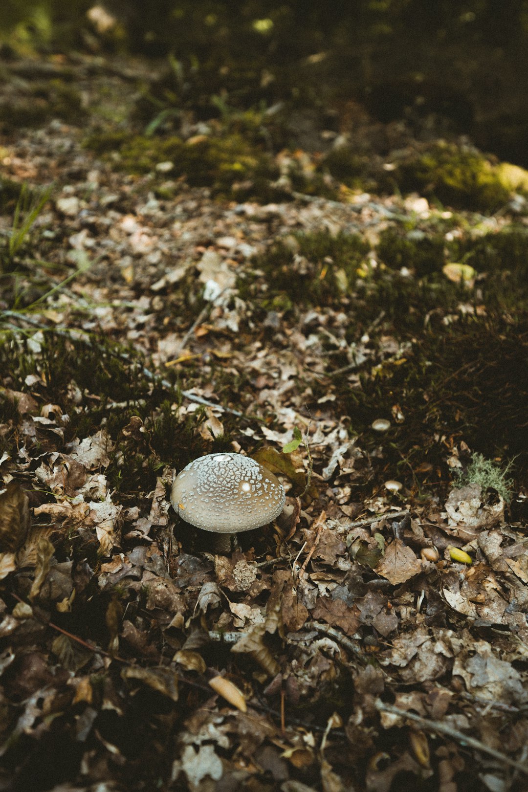white and gray mushroom on ground