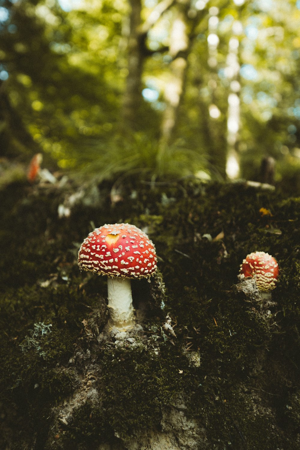 red and white mushroom in the forest