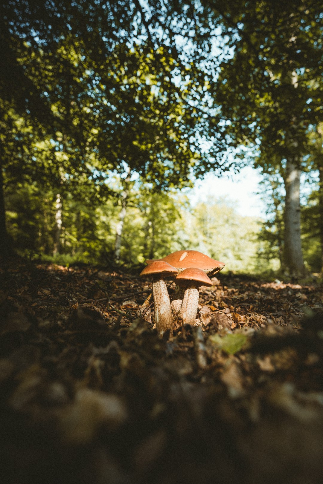 brown mushroom on brown soil