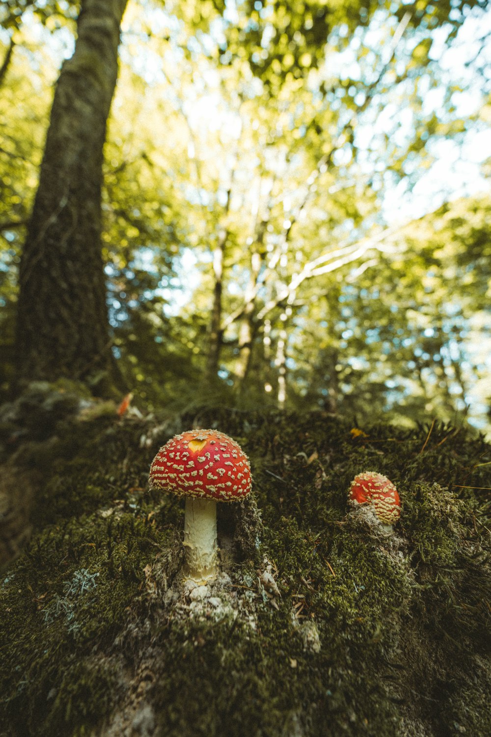 red and white mushroom in forest during daytime