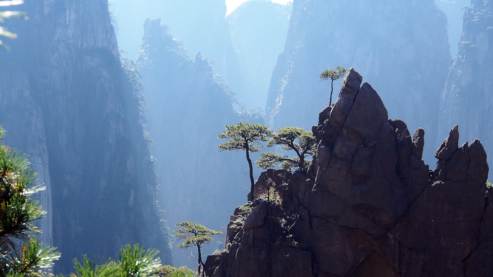 green plants on rocky mountain during daytime