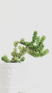 Design-led white ceramic planter holding a vibrant green succulent against a black background