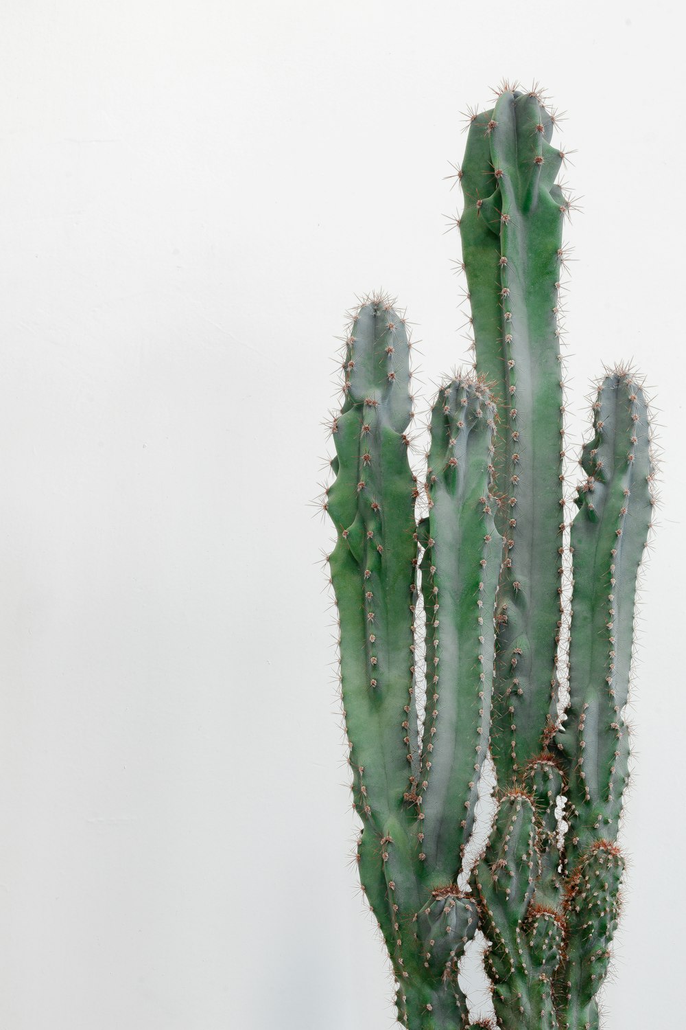 green cactus plant on white background