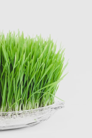 A dense cluster of vibrant green grass blades growing upright in a clear glass dish. The background is a soft white, highlighting the freshness and vividness of the long, thin leaves.