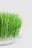 A dense cluster of vibrant green grass blades growing upright in a clear glass dish. The background is a soft white, highlighting the freshness and vividness of the long, thin leaves.
