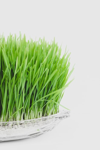 A dense cluster of vibrant green grass blades growing upright in a clear glass dish. The background is a soft white, highlighting the freshness and vividness of the long, thin leaves.