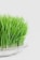 A dense cluster of vibrant green grass blades growing upright in a clear glass dish. The background is a soft white, highlighting the freshness and vividness of the long, thin leaves.