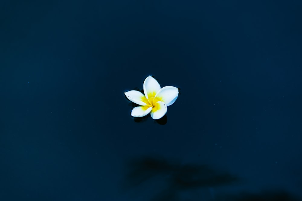 white 5 petaled flower in bloom