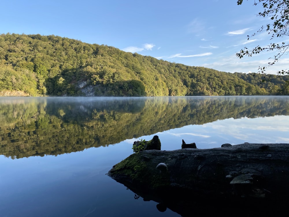 green trees beside lake during daytime