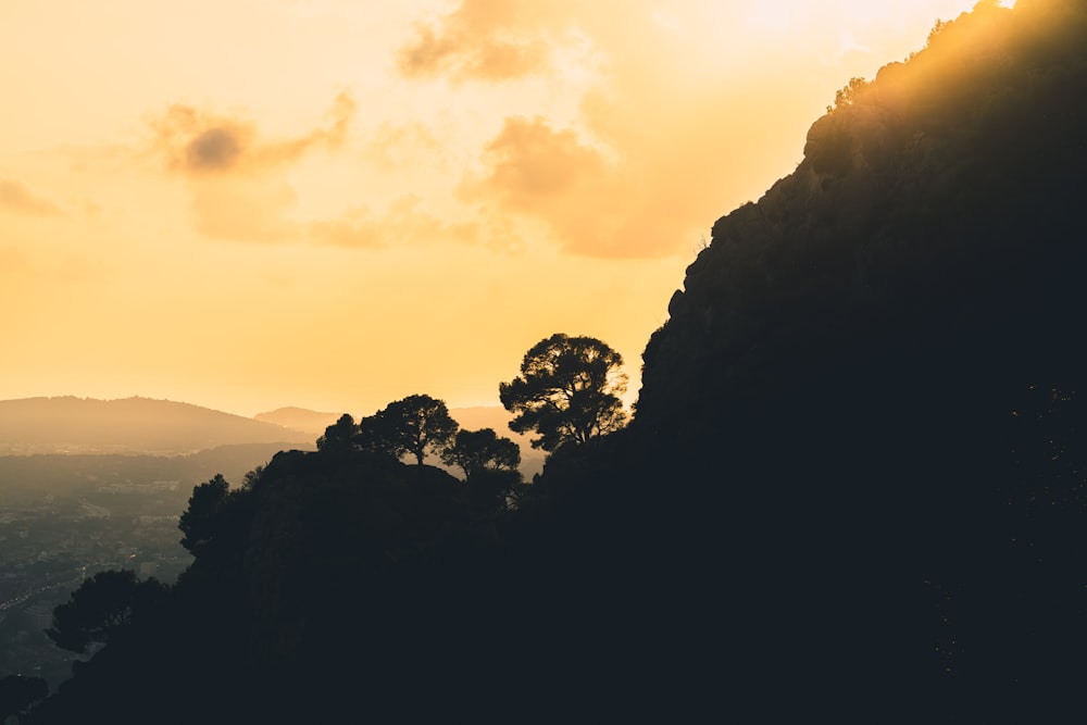 silhouette of trees during sunset