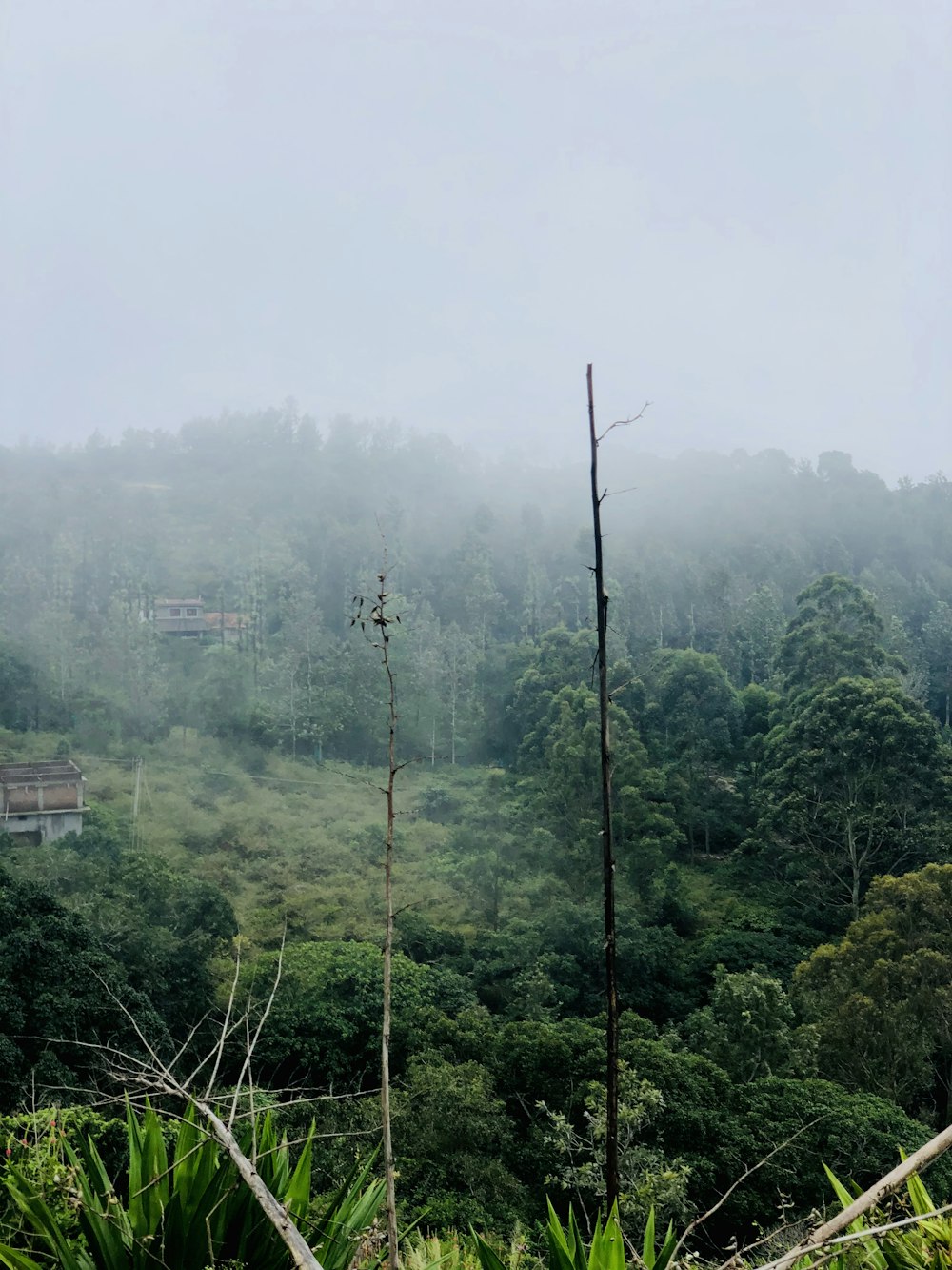 green trees and white buildings