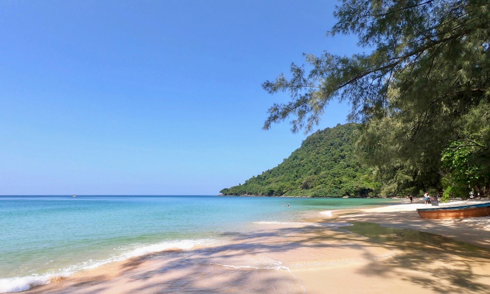 green trees on brown sand beach during daytime