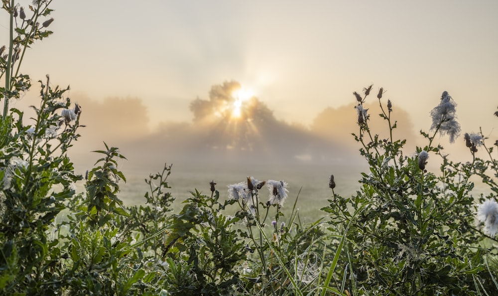 Plantes vertes sous ciel nuageux pendant la journée