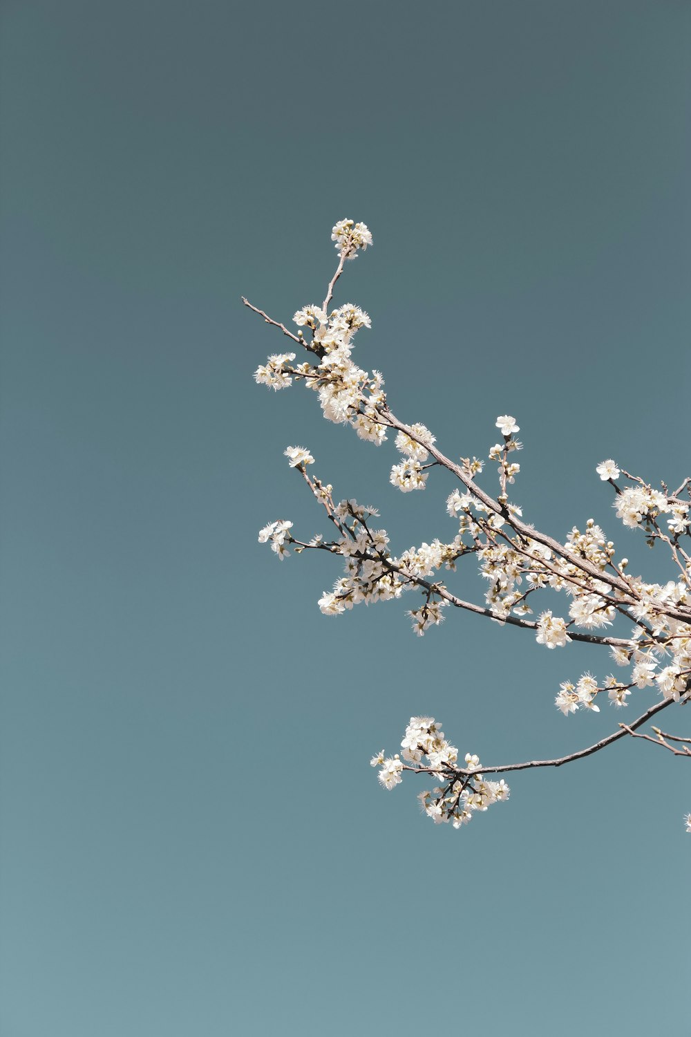 white flower under blue sky during daytime