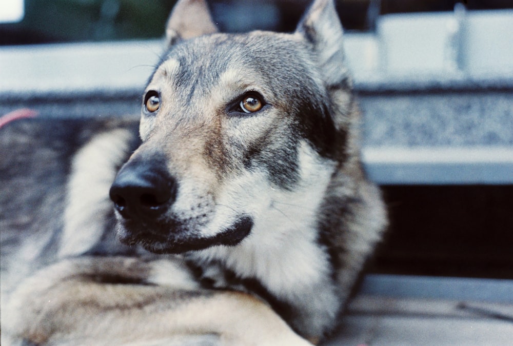 black and white siberian husky