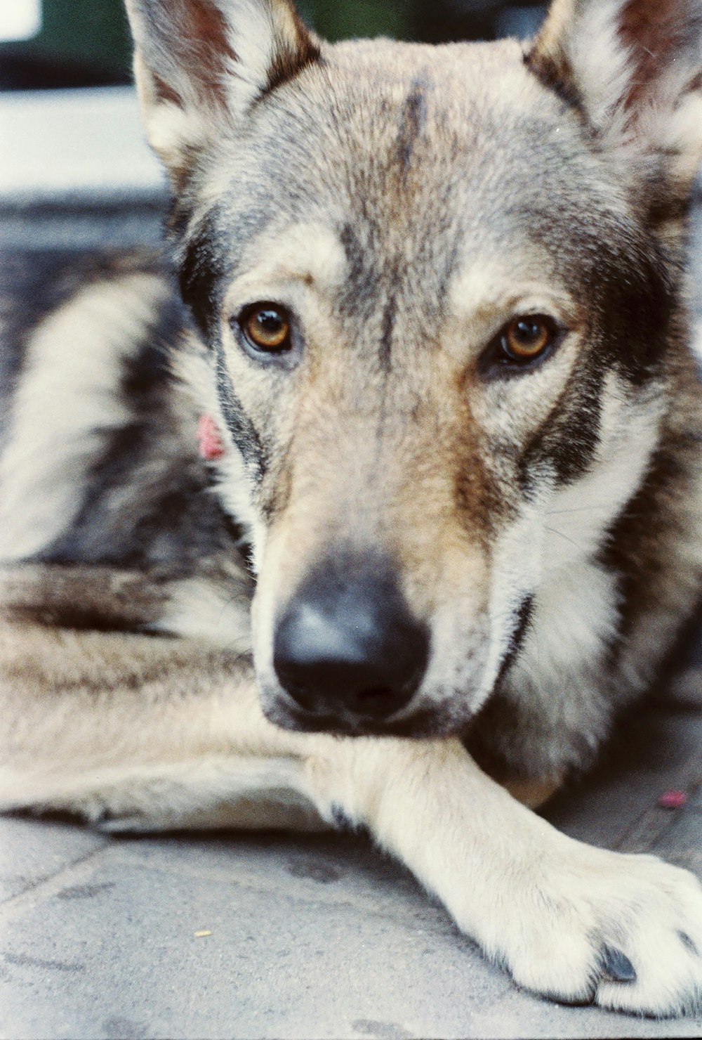 brown and black short coated dog