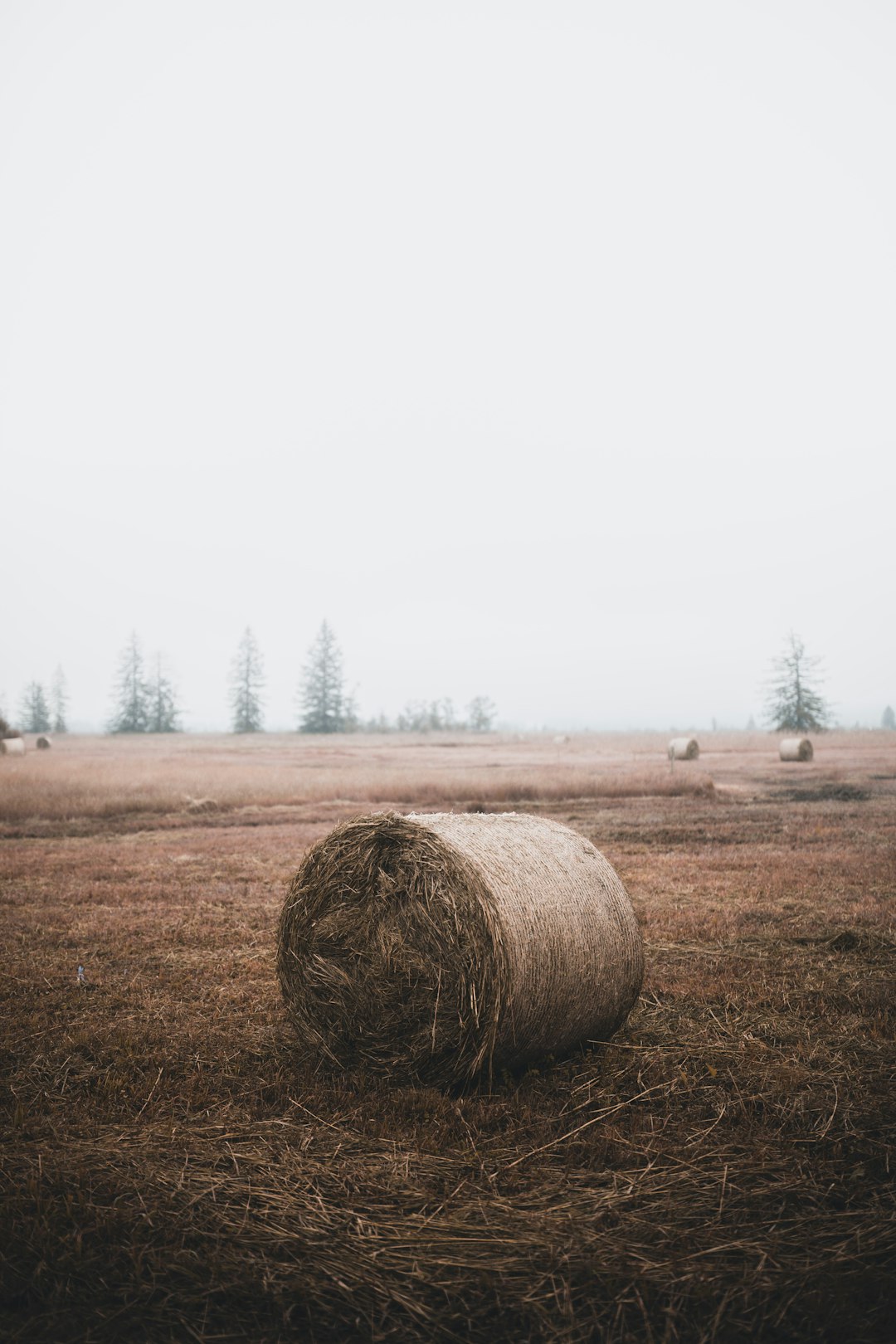 brown grass field under white sky during daytime