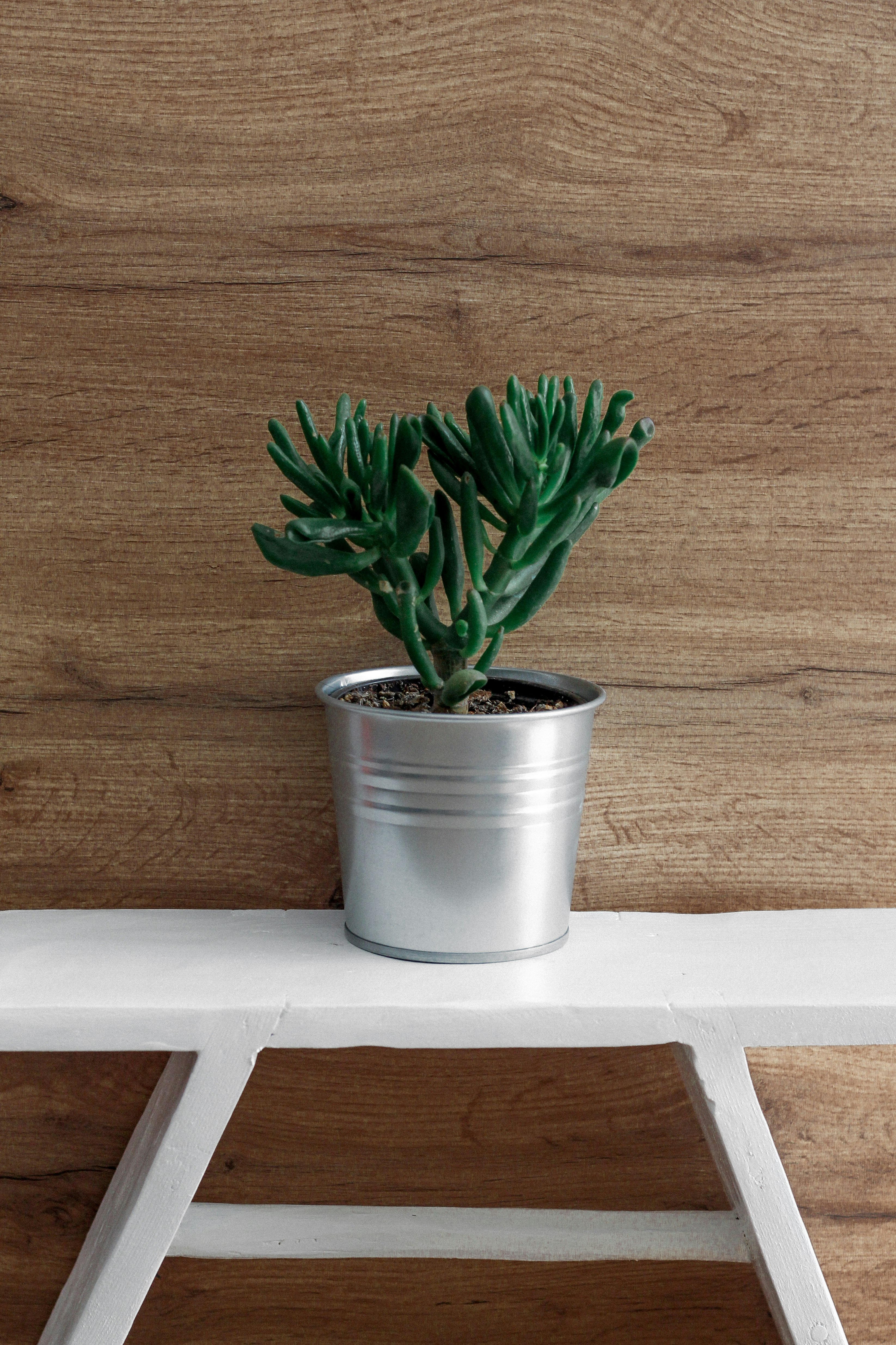 green plant on gray pot