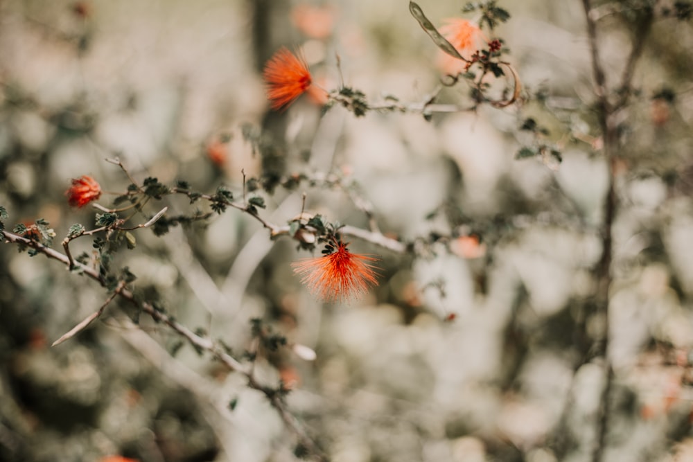 orange flower on tree branch