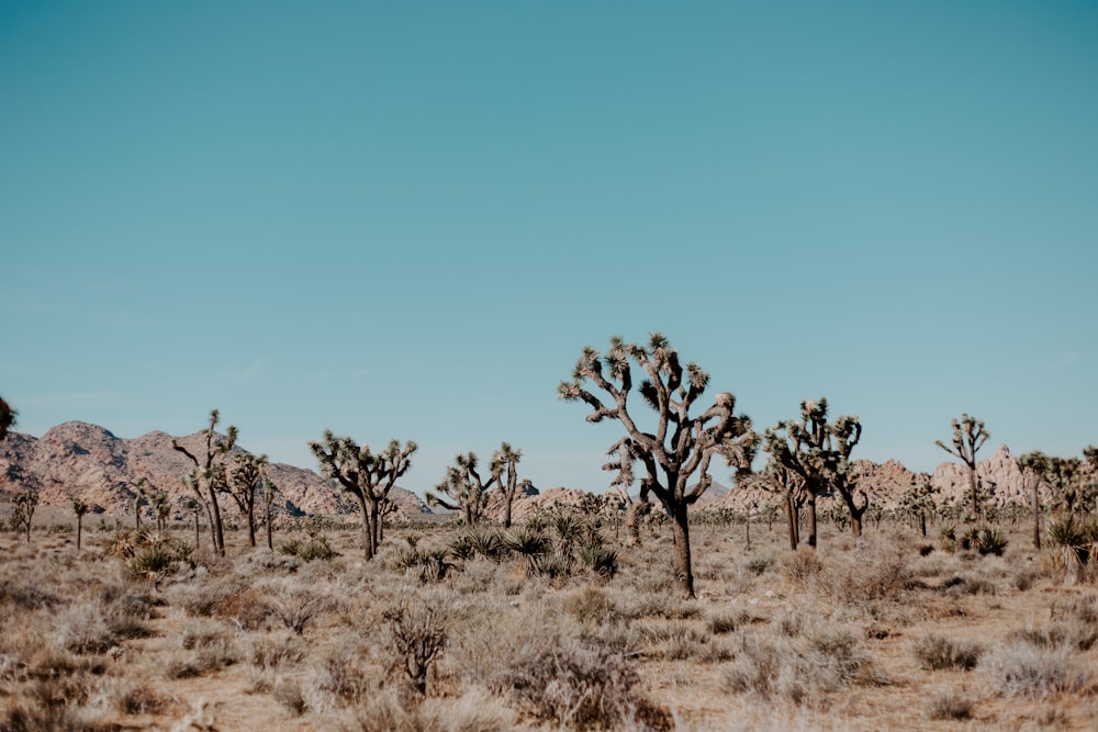 green trees on brown field under blue sky during daytime