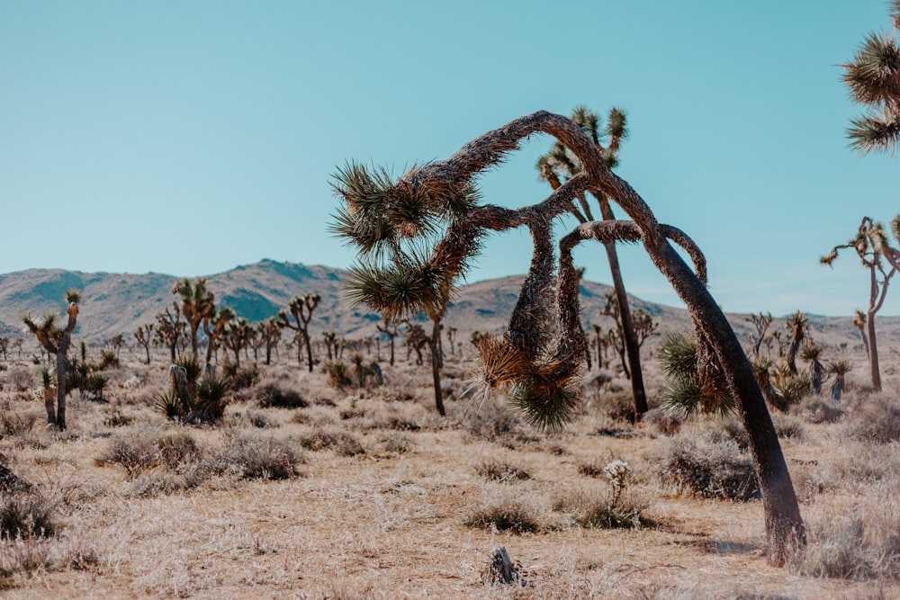 green cactus on brown field during daytime