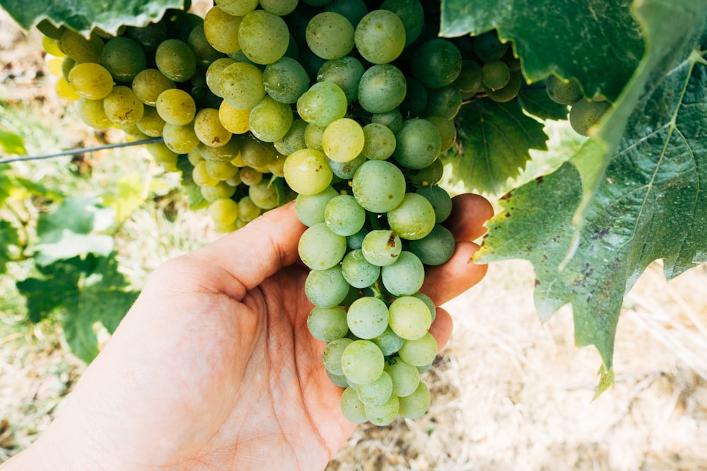 green grapes on persons hand