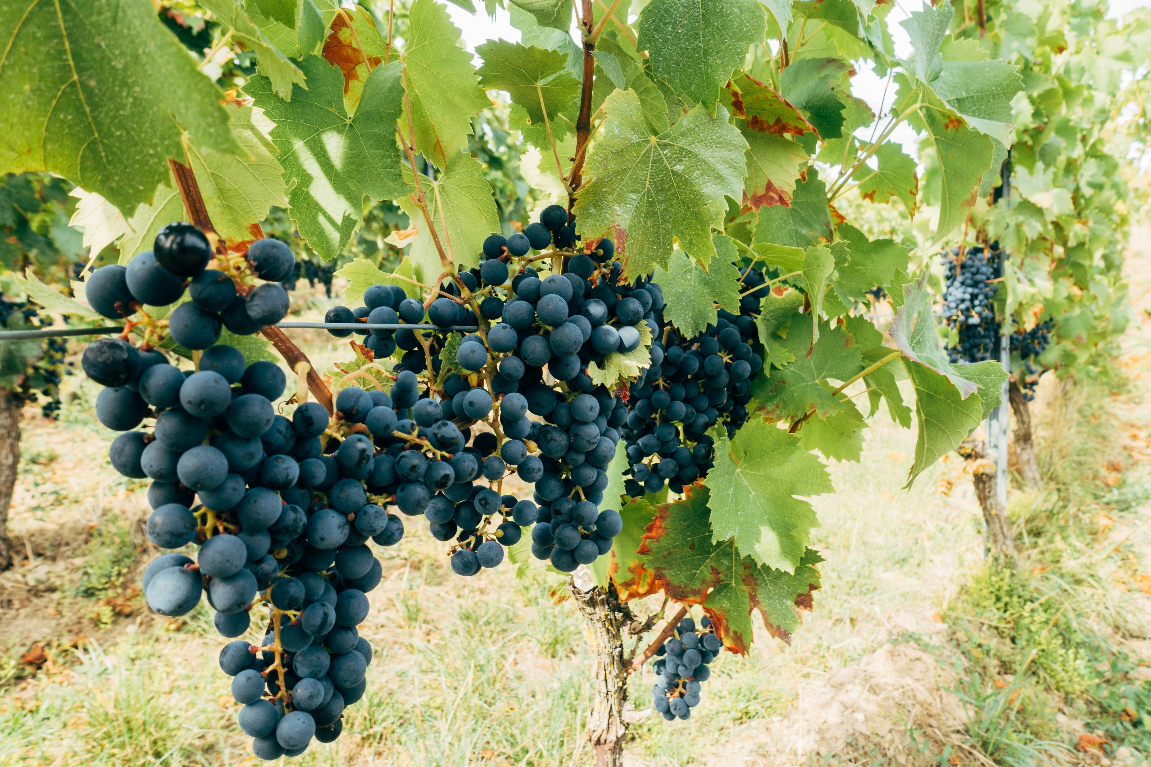 12 Black Grapes Benefits For Male 