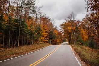 gray asphalt road between brown trees under gray sky