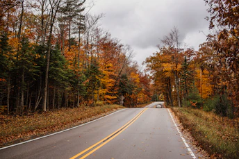 gray asphalt road between brown trees under gray sky