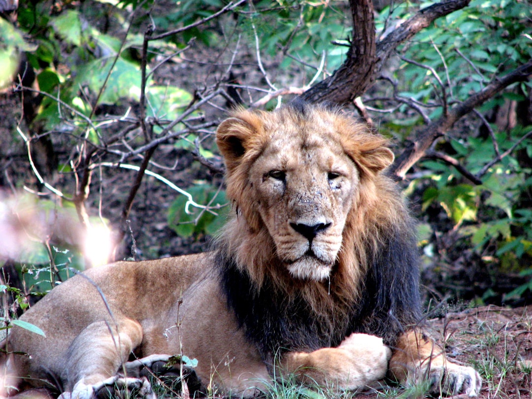 Travel Tips and Stories of Gir National Park in India