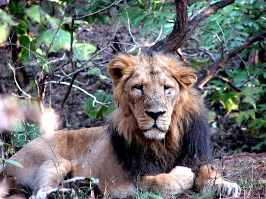 lion lying on brown tree branch during daytime in Gir National Park India